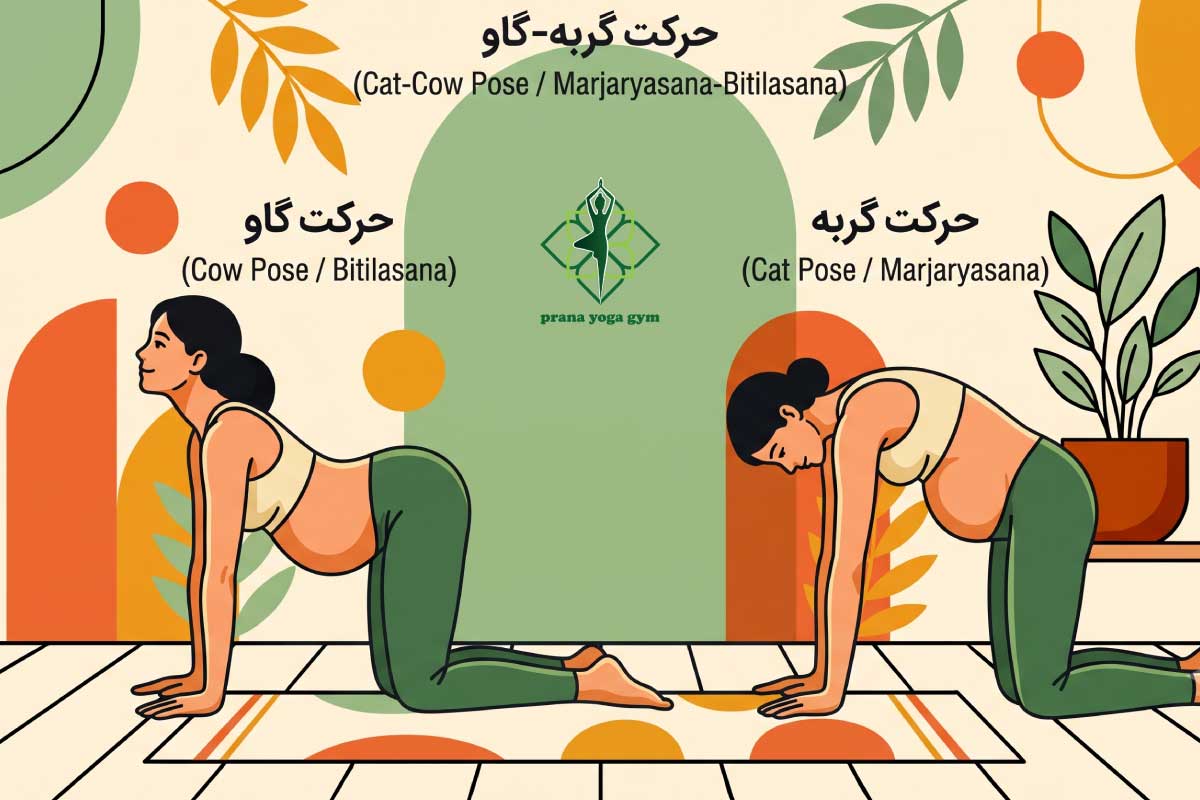 حرکت گربه گاو